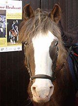 RIP pony Balou