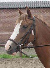 RIP pony Fleur