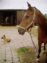 RIP paard Kohinoor