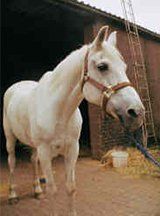 RIP pony Moonlight