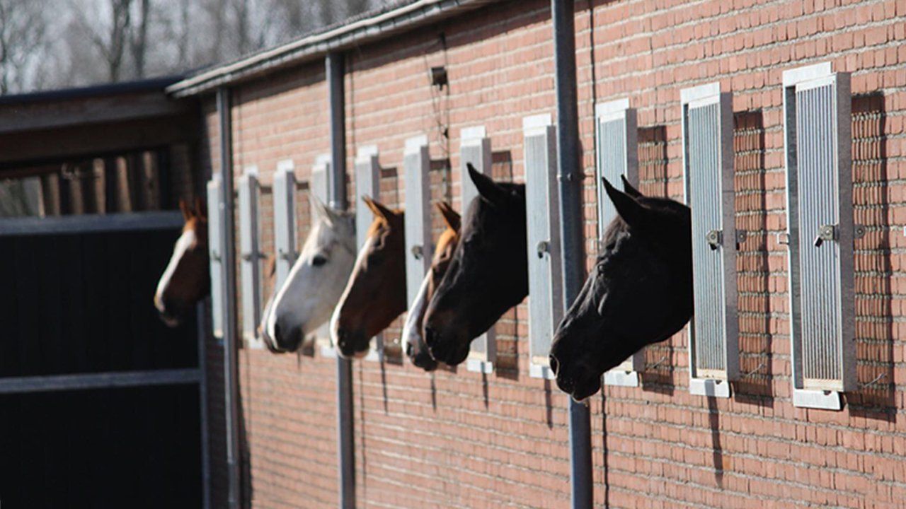 Paardenpension Eindhoven bij de EEPM stallen Paardenpension Eindhoven bij de EEPM stallen