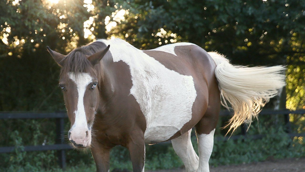 Stichting paardrijden Gehandicapten Oost-Brabant bij manege EEPM Stichting paardrijden Gehandicapten Oost-Brabant bij manege EEPM