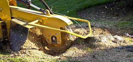stump removal