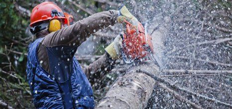 Tree pruning
