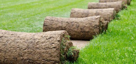 turf