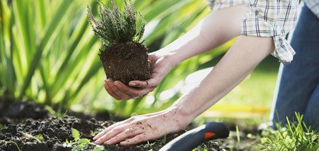 tree planting
