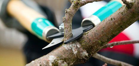 tree trimming