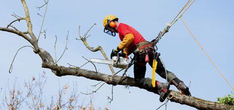 tree cutting