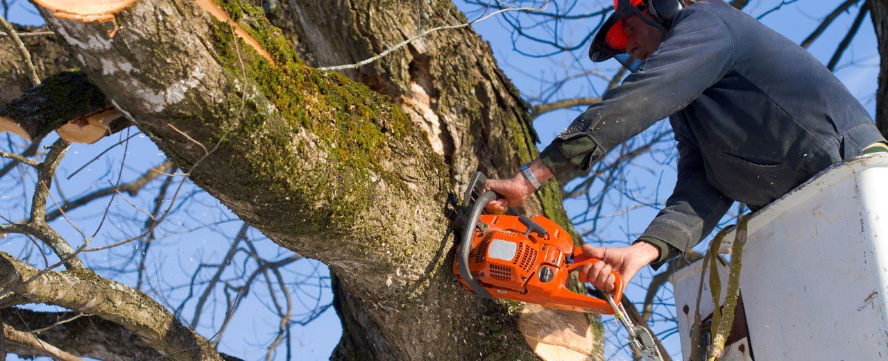 tree cutting