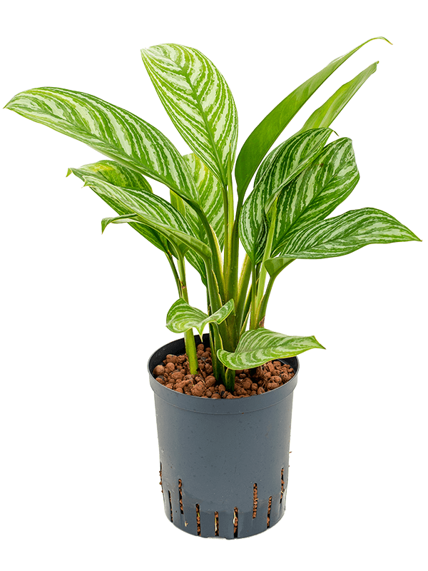 Aglaonema stripes Aglaonema stripes