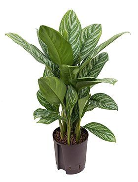 Aglaonema 'Freedman'