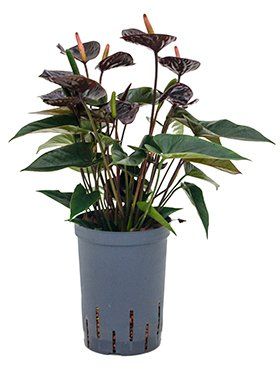 Anthurium andreanum