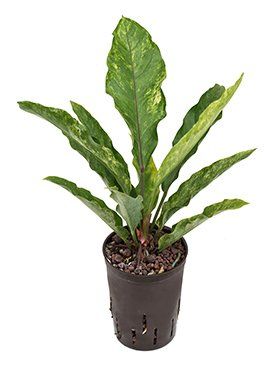 Anthurium 'Jungle King'
