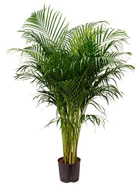 Dypsis lutescens