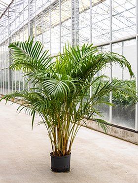 Dypsis lutescens Dypsis lutescens
