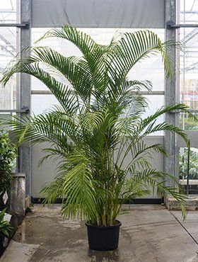 Dypsis lutescens Dypsis lutescens