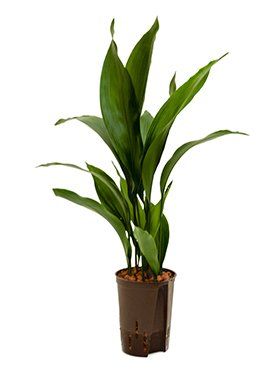 Kwartjesplant of Aspidistra elatior Kwartjesplant of Aspidistra elatior