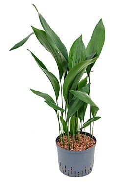 Aspidistra elatior als kweekvorm voor hydrocultuur Aspidistra elatior als kweekvorm voor hydrocultuur