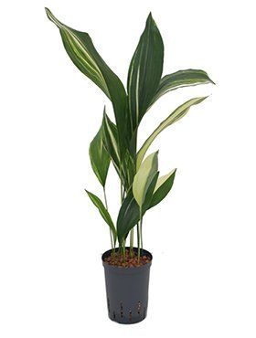 Aspidistra elatior variegata Aspidistra elatior variegata