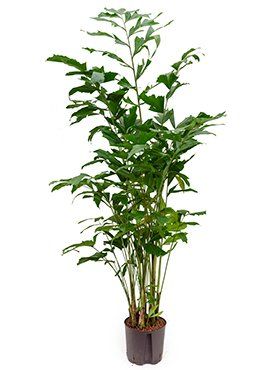 Caryota mitis