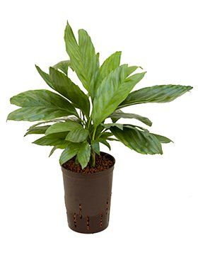 Chamaedorea 'Metalica'