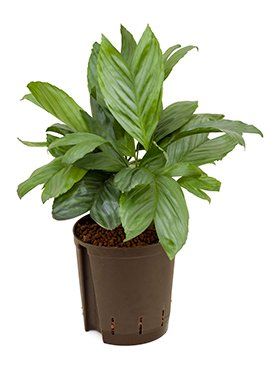 Chamedorea 'Metalica'