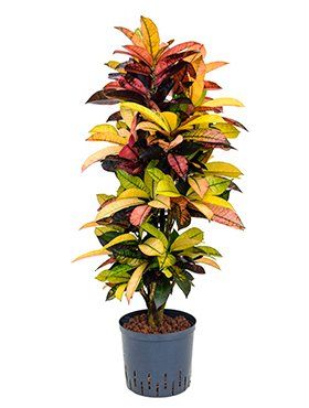 Codiaeum variegatum