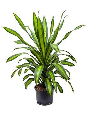 Dracaena burley