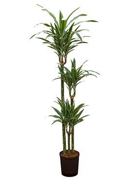Dracaena fragrans 'Yellow Stripe
