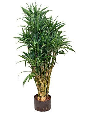 Dracaena deremensis