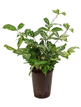 Dracaena surculosa
