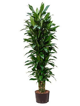 Dracaena fragrans
