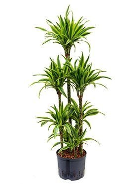 Dracaena deremensis 'Lemon Line'