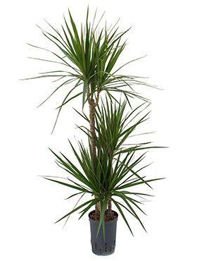 Dracaena marginata