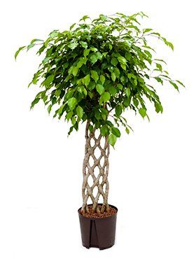Ficus benjamina gevlochten