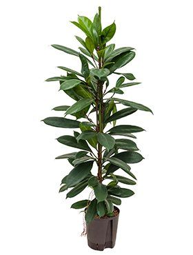 Ficus cyanthistipula
