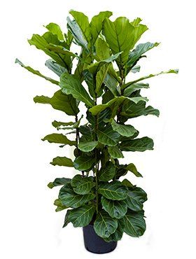 Ficus lyrata Ficus lyrata
