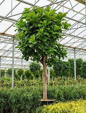 Ficus lyrata boom Ficus lyrata boom