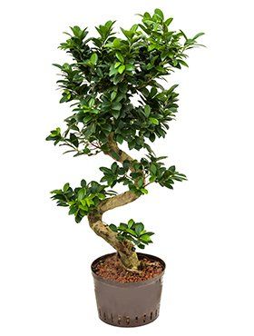 Ficus nitida