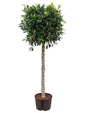 Ficus nitida