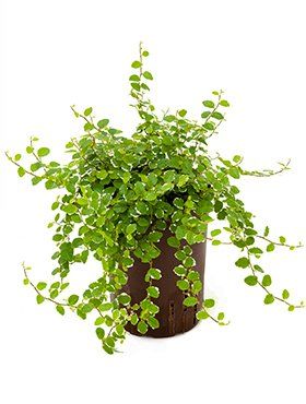 Ficus pumila