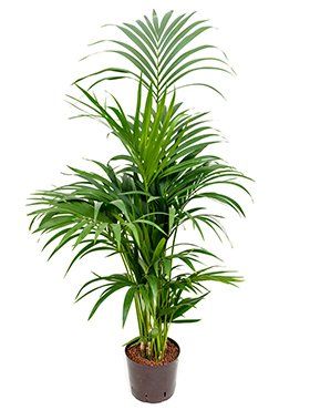 Howea forsteriana