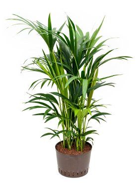 Howea forsteriana