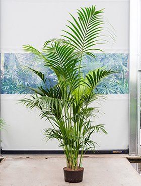 Howea forsteriana of Kentia palm Howea forsteriana of Kentia palm