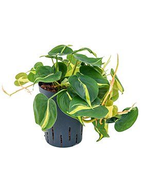Philodendron scandens