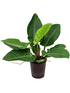 Philodendron 'Emperial Green'