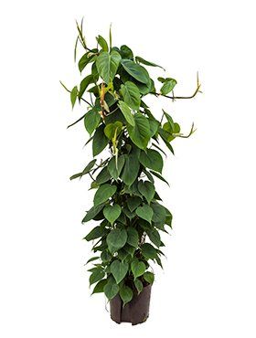 Philodendron scandens