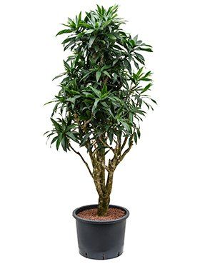Dracaena reflexa