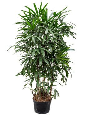 Rhapis excelsa