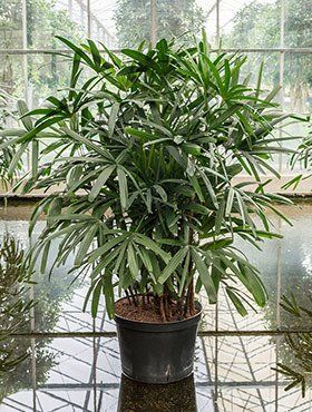 Rhapis excelsa Rhapis excelsa